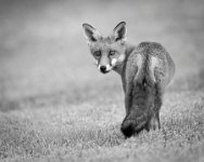 632 - FOX LOOKING BACK - WORMALD KIM - australia <div